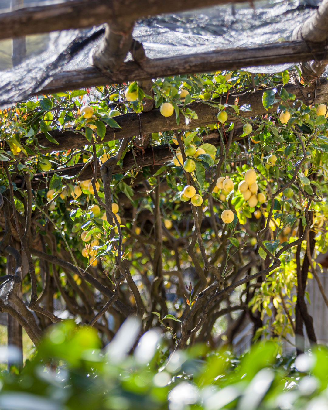 huerto limones lemon bloom