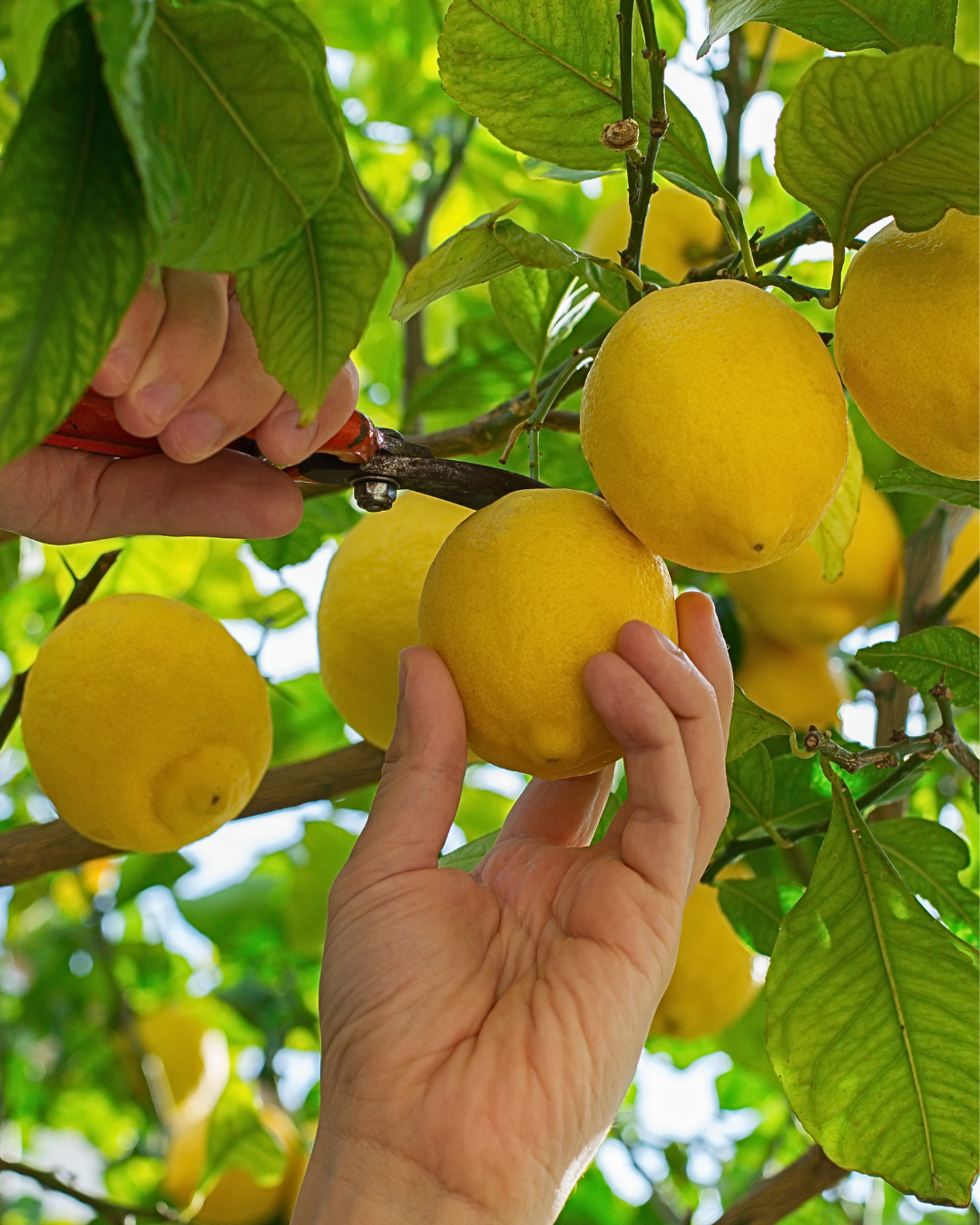 limones naturales